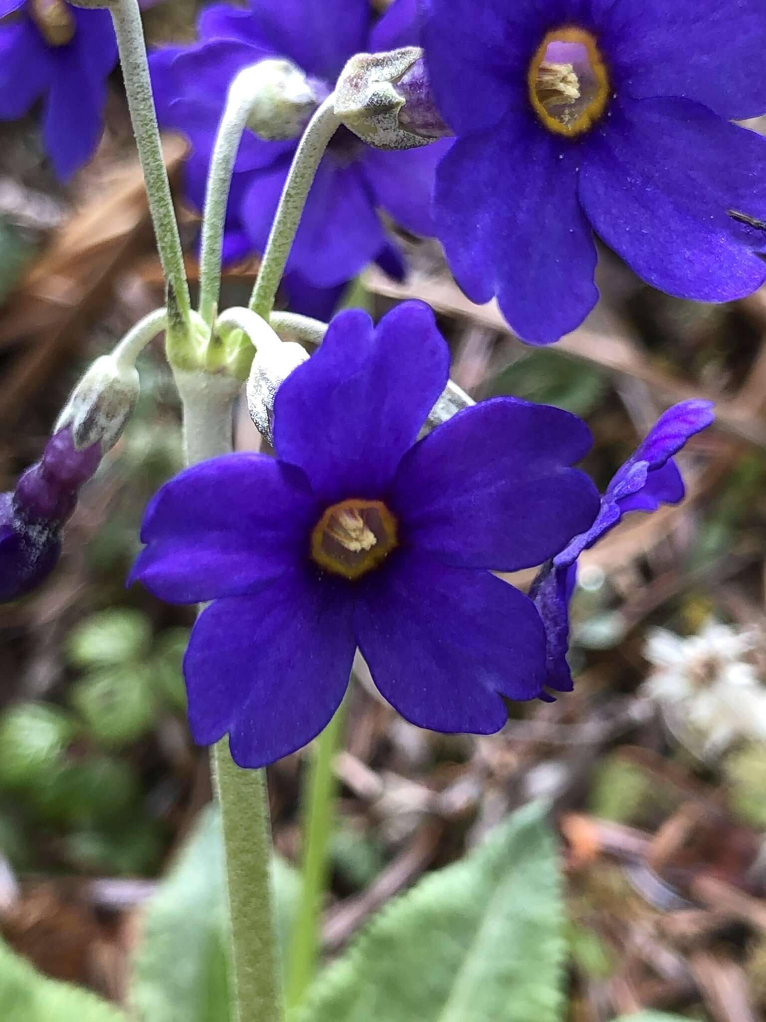 Sivun Primula griffithii (Watt) Pax kuva