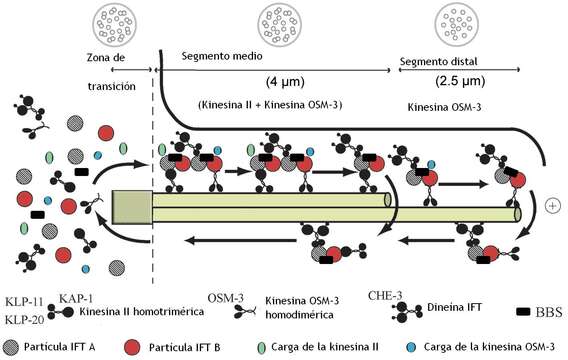 Plancia ëd Caenorhabditis elegans