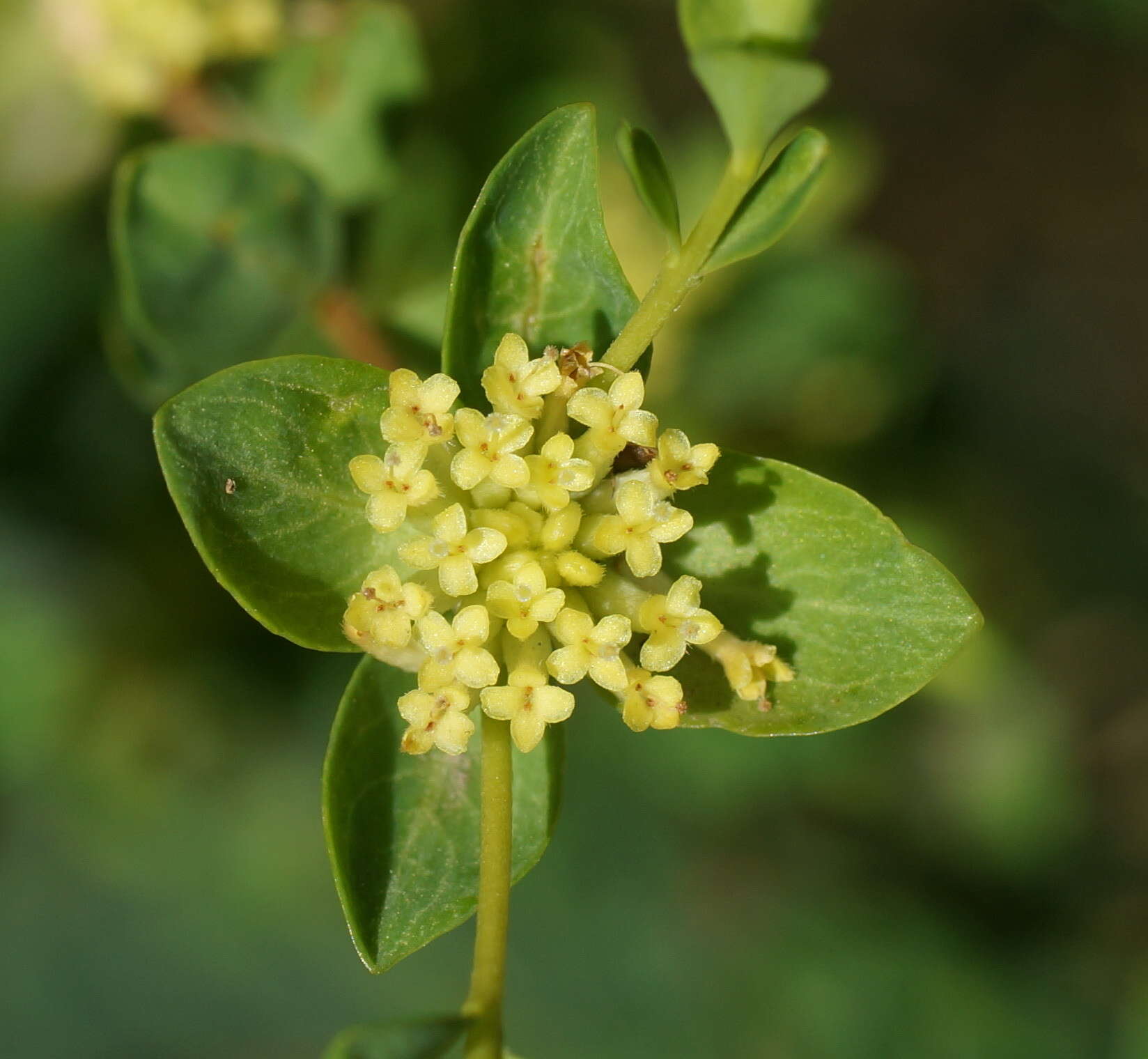 Image of Pimelea flava subsp. flava