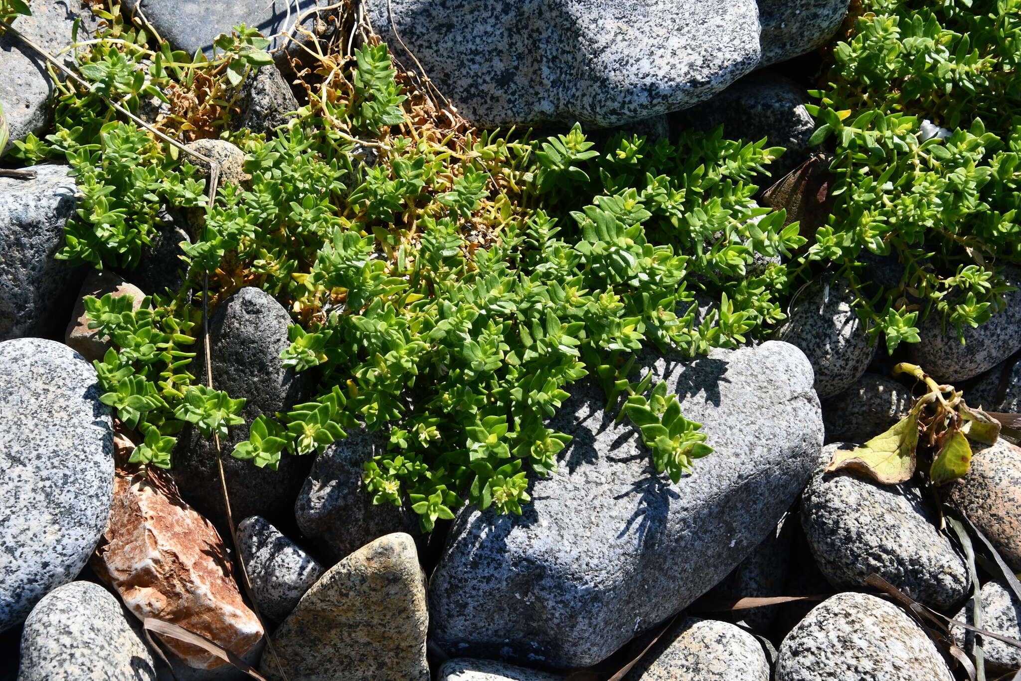 Image of seaside sandplant