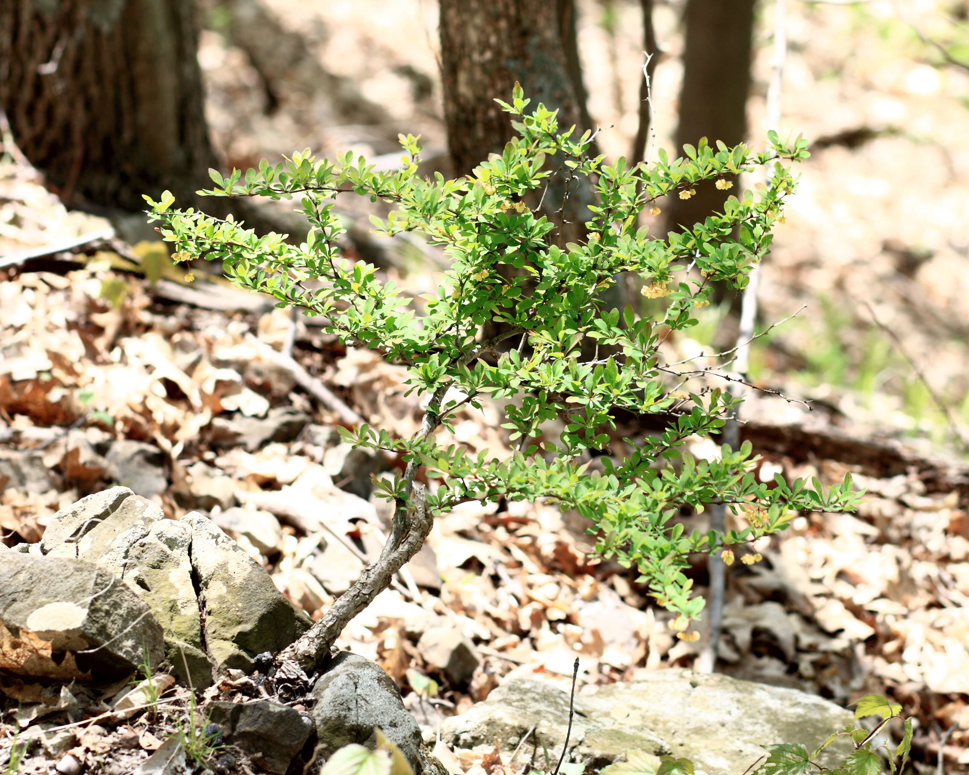 Image of Japanese barberry