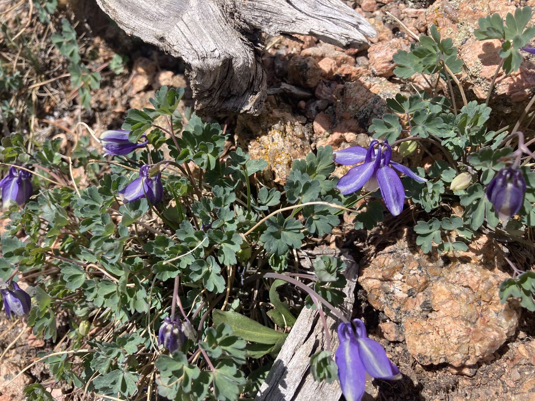 Image of Rocky Mountain blue columbine