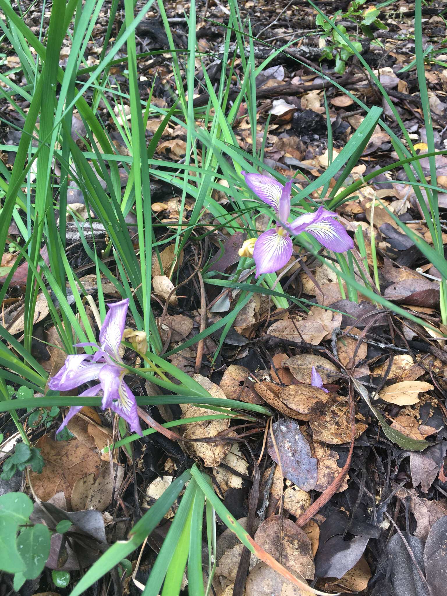 Image of bowltube iris