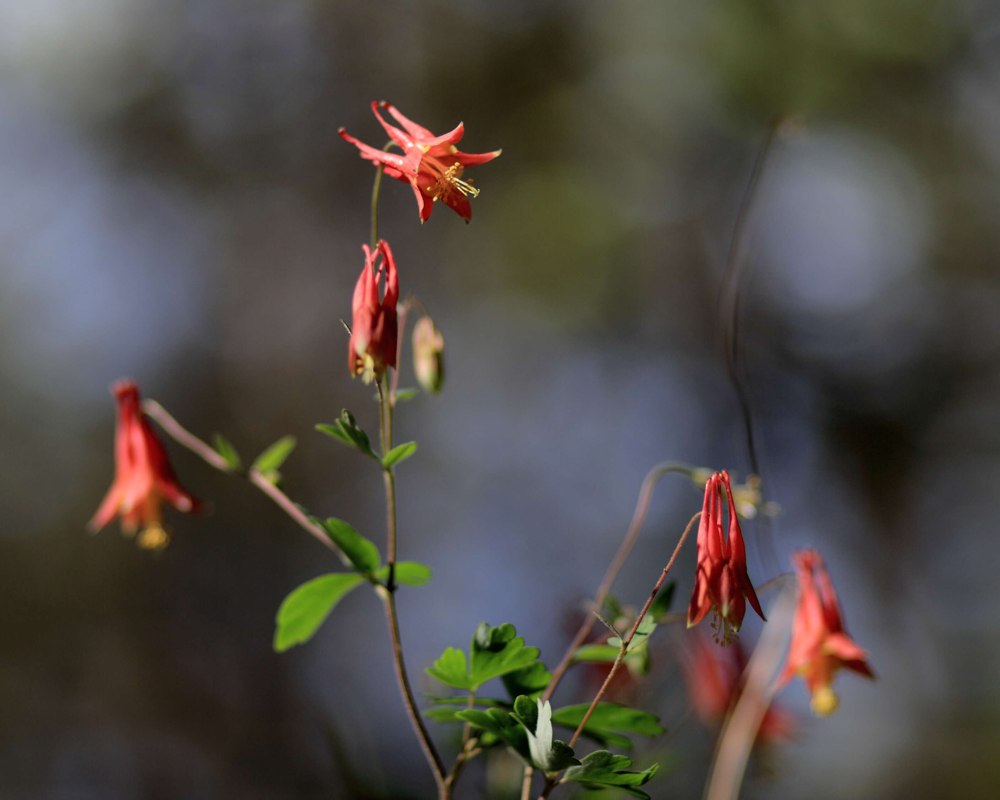 Image of red columbine