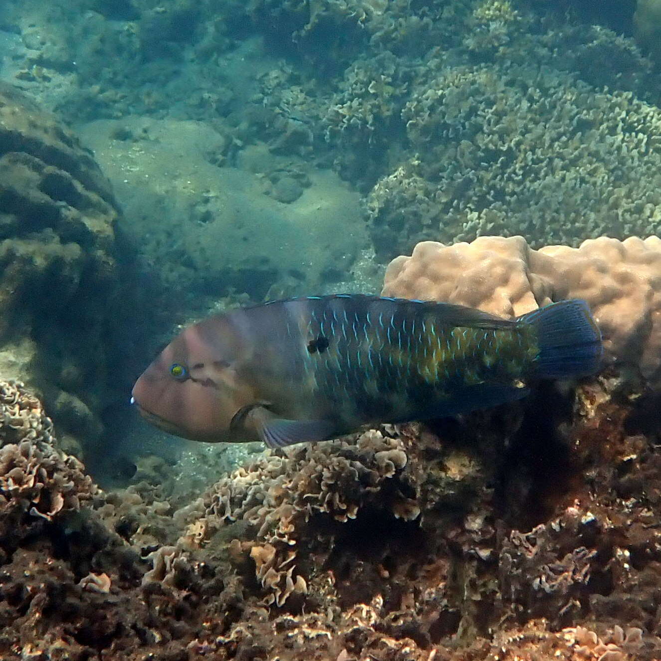 Image of Graphic tuskfish