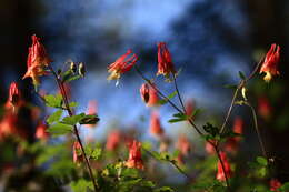 Image of red columbine