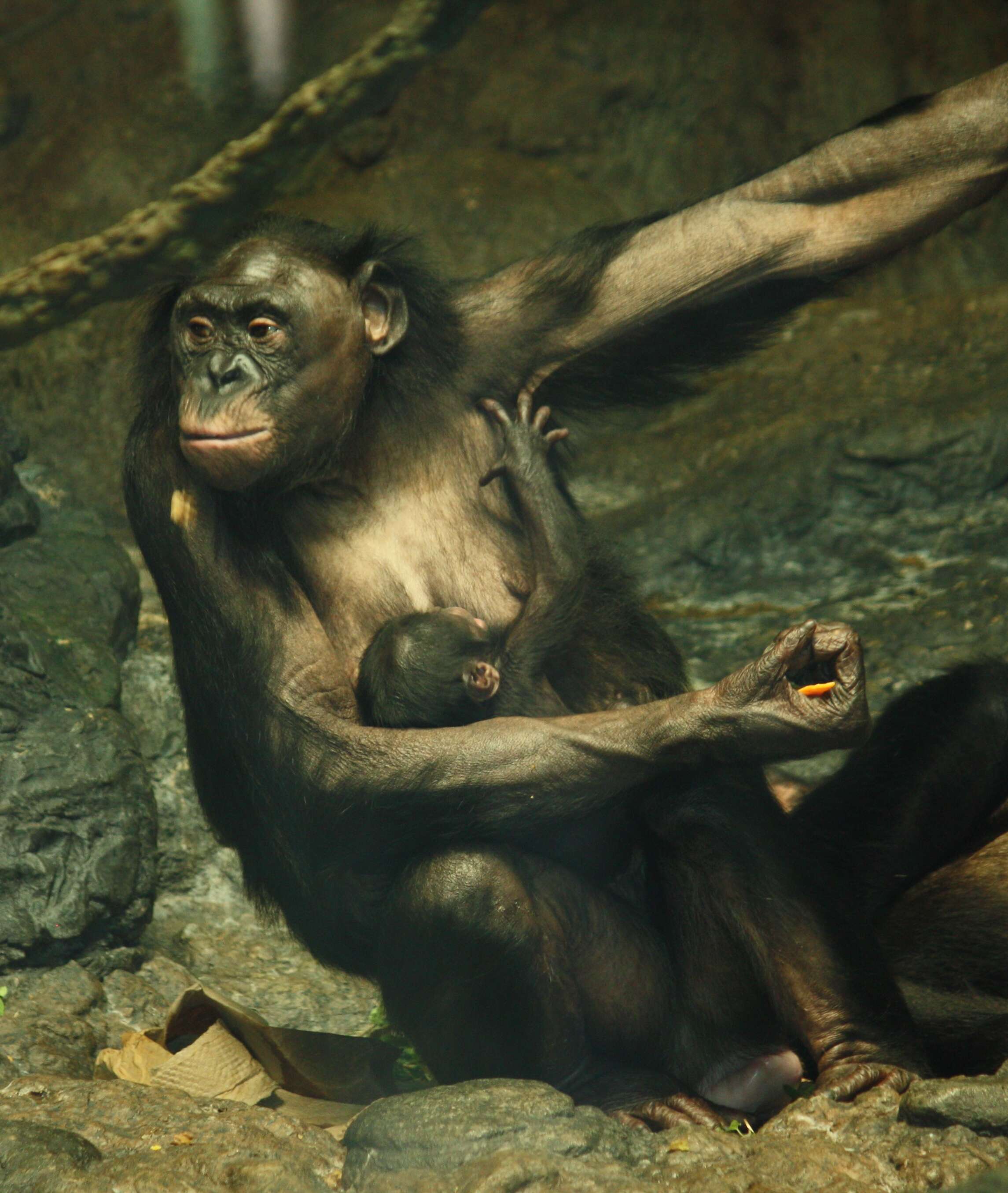 Image of Bonobo
