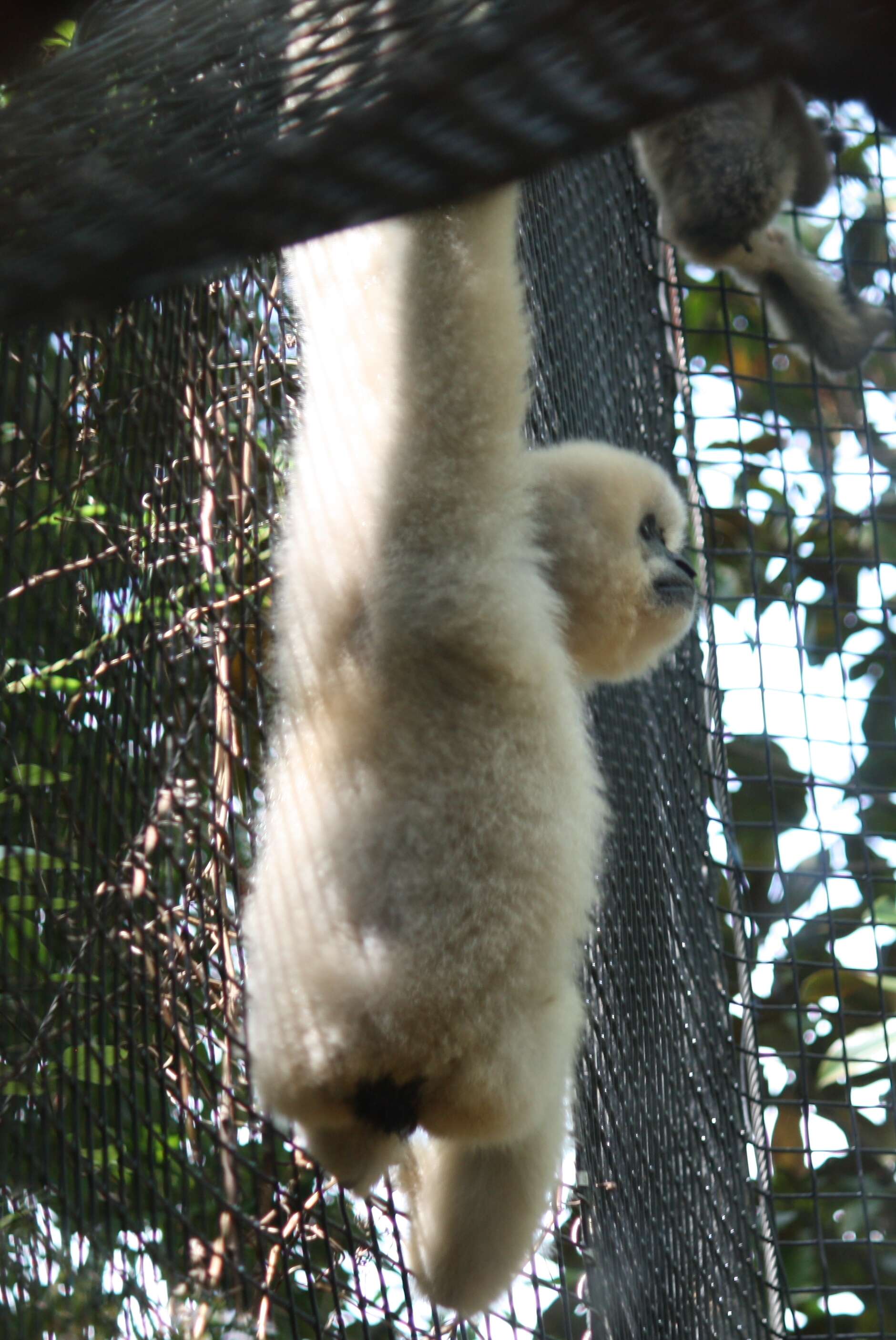 Image of Buff-cheeked Gibbon
