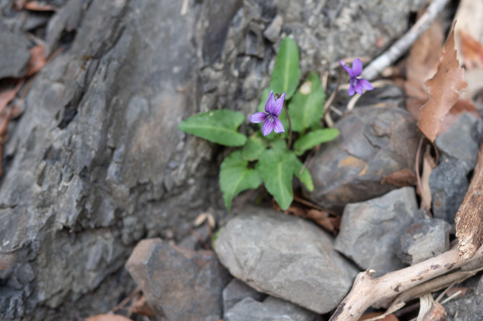 Image of Viola prionantha subsp. confusa (Champion ex Benth.) Y. S. Chen