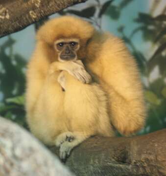 Image of White-handed Gibbon