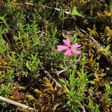 Image of moss phlox