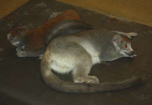 Image of Crowned Lemur