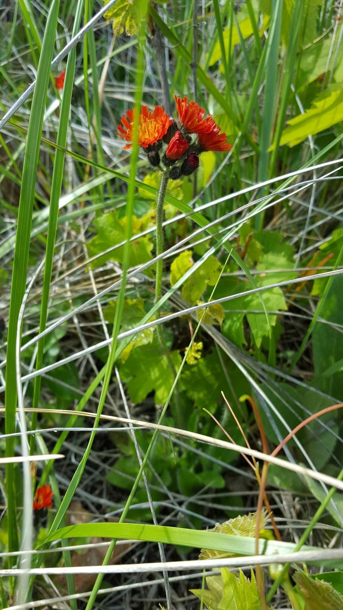 Imagem de Pilosella aurantiaca (L.) Sch. Bip., F. W. Schultz & Sch. Bip.