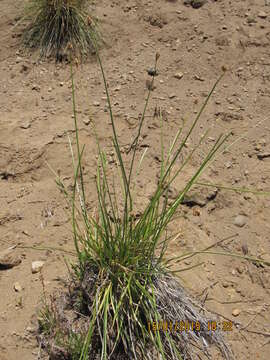 Image of Carex firmicaulis Kalela