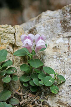 Слика од Antirrhinum pertegasii Rothm.