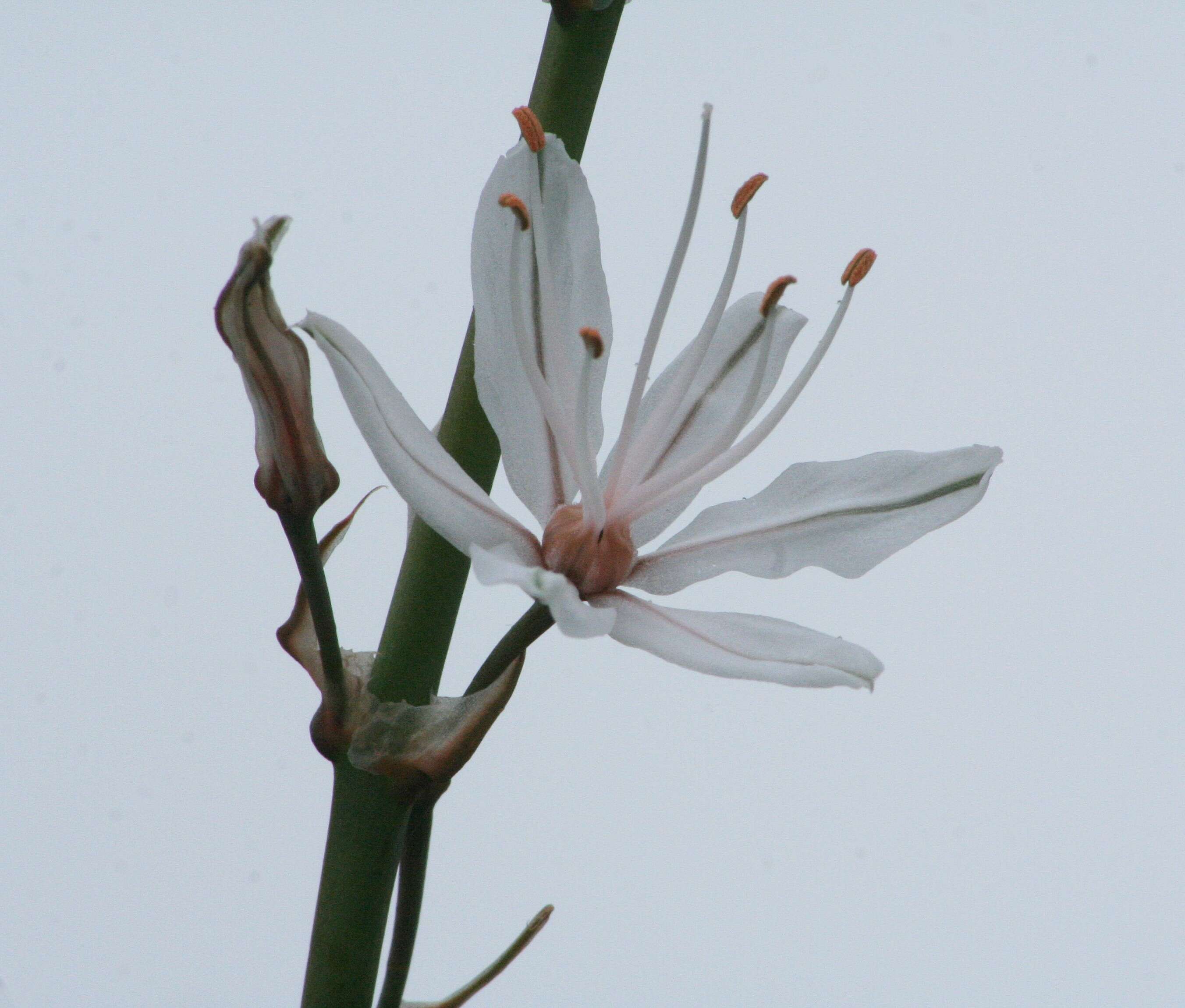 Image of Asphodelus aestivus Brot.