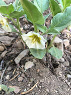 Image de Leucophysalis nana (A. Gray) Averett