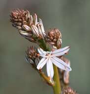 Image of Asphodelus aestivus Brot.