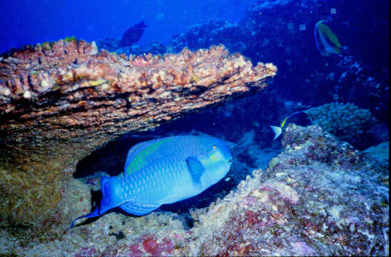 Image of Heavybeak Parrotfish