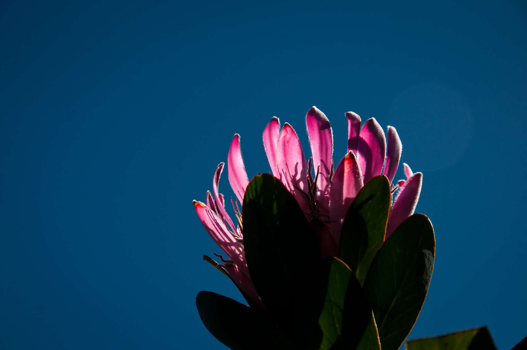 Image of Bot River protea