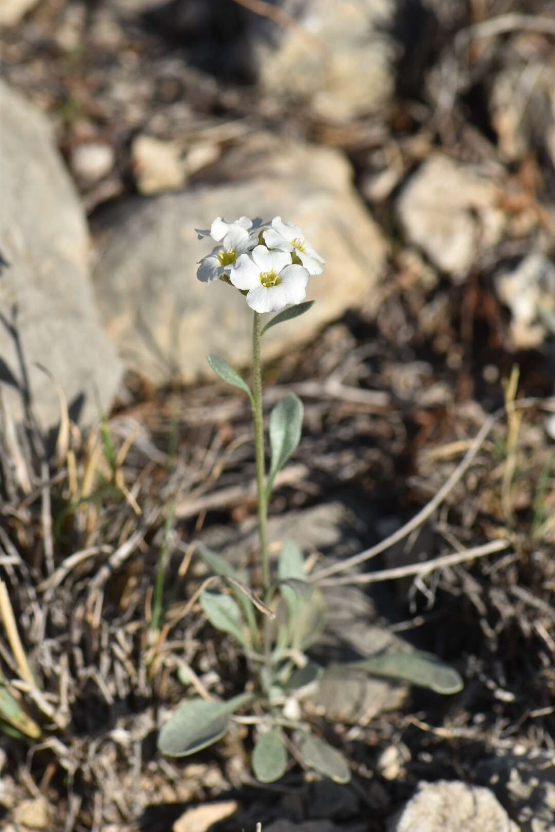 Plancia ëd Physaria mcvaughiana (Rollins) O'Kane & Al-Shehbaz