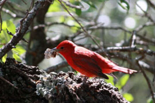 Imagem de Sanhaçu-vermelho