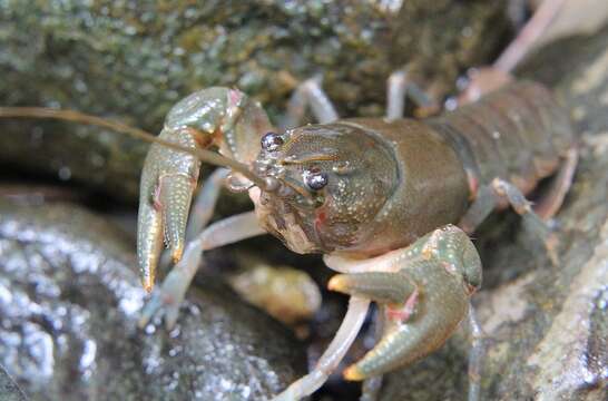 Слика од Cambarus robustus Girard 1852