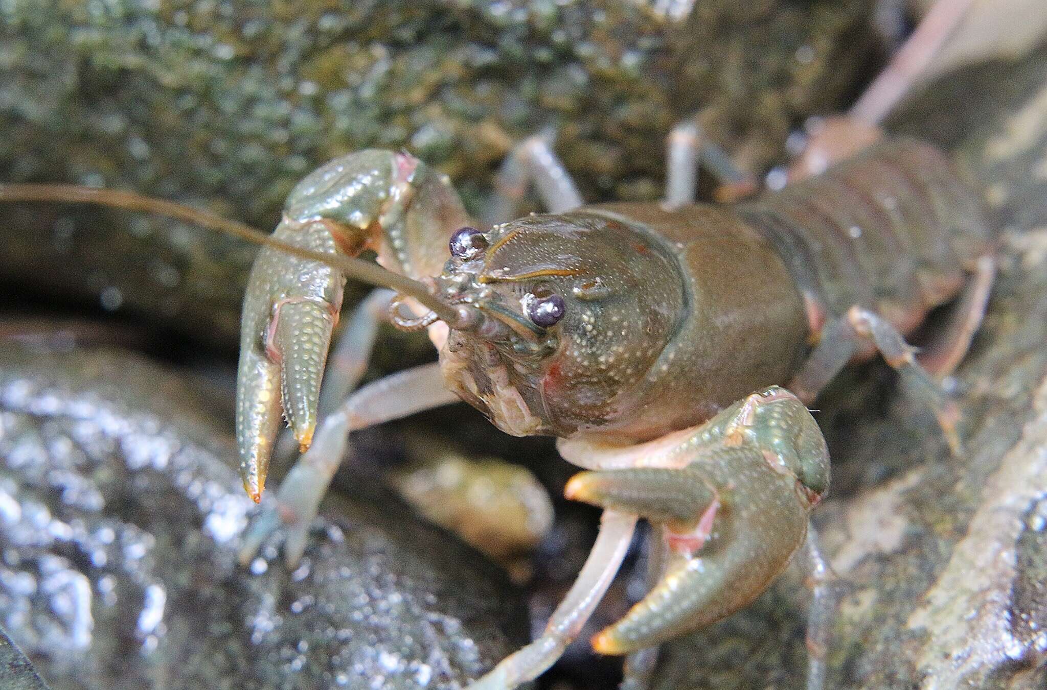 Image of Big Water Crayfish