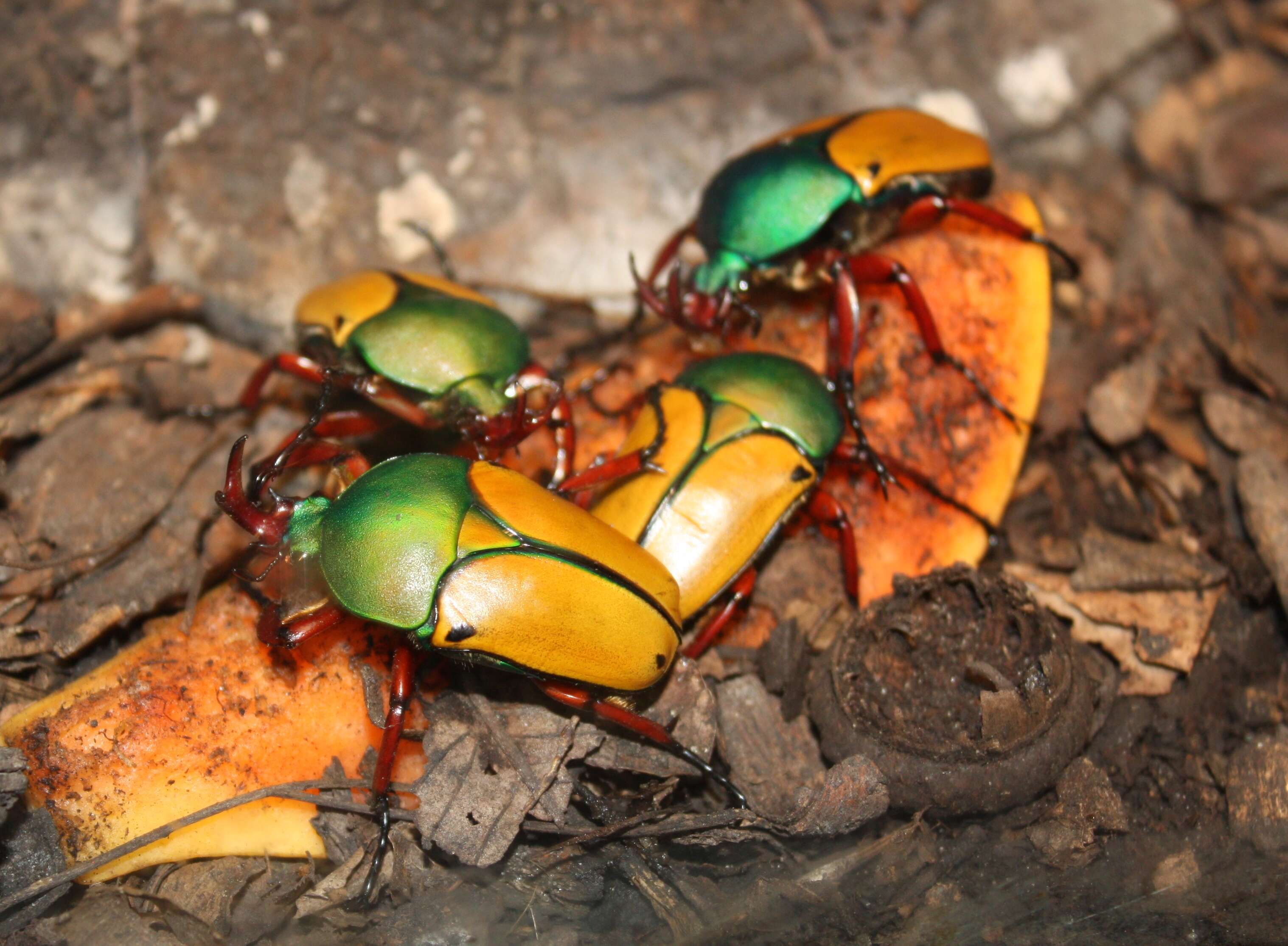 Image of Eudicella smithii (MacLeay 1838)