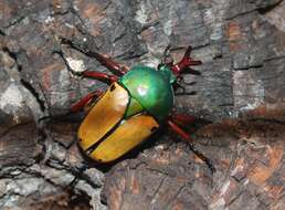 Image of Eudicella smithii (MacLeay 1838)