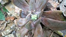 Image of Echeveria craigiana Walther