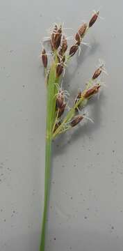 Image de Fimbristylis complanata (Retz.) Link