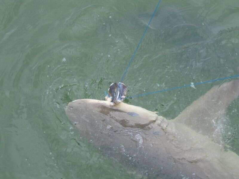 Image of Sharptooth Lemon Shark