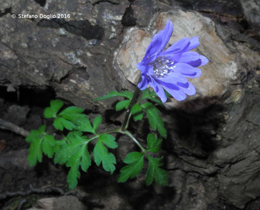 Image of blue anemone