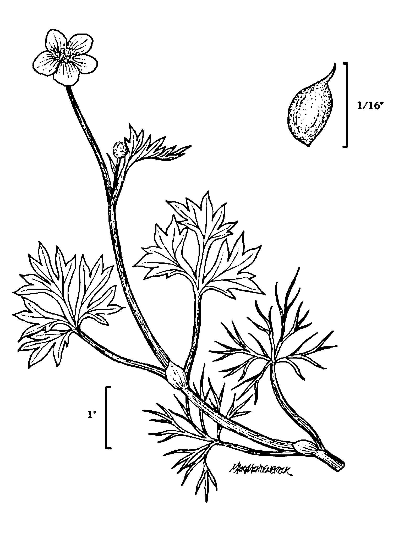 Image of Gmelin's buttercup