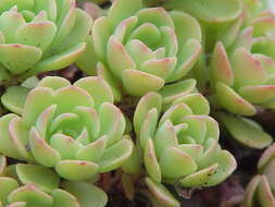 Sivun Sedum glaucophyllum R. T. Clausen kuva