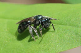 Lasioglossum coeruleum (Robertson 1893) resmi