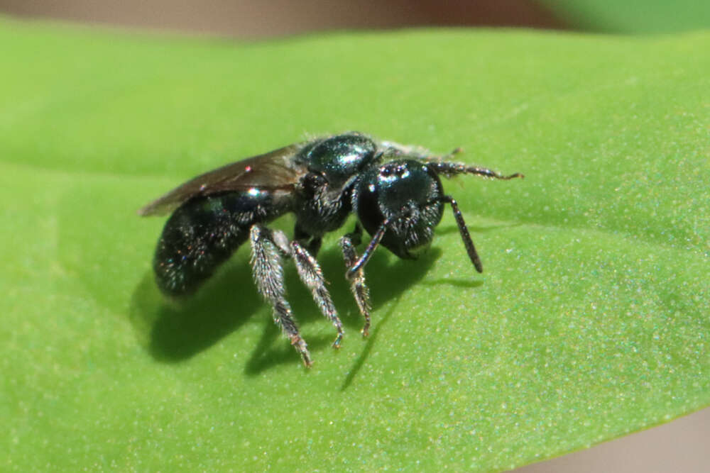 Lasioglossum coeruleum (Robertson 1893) resmi