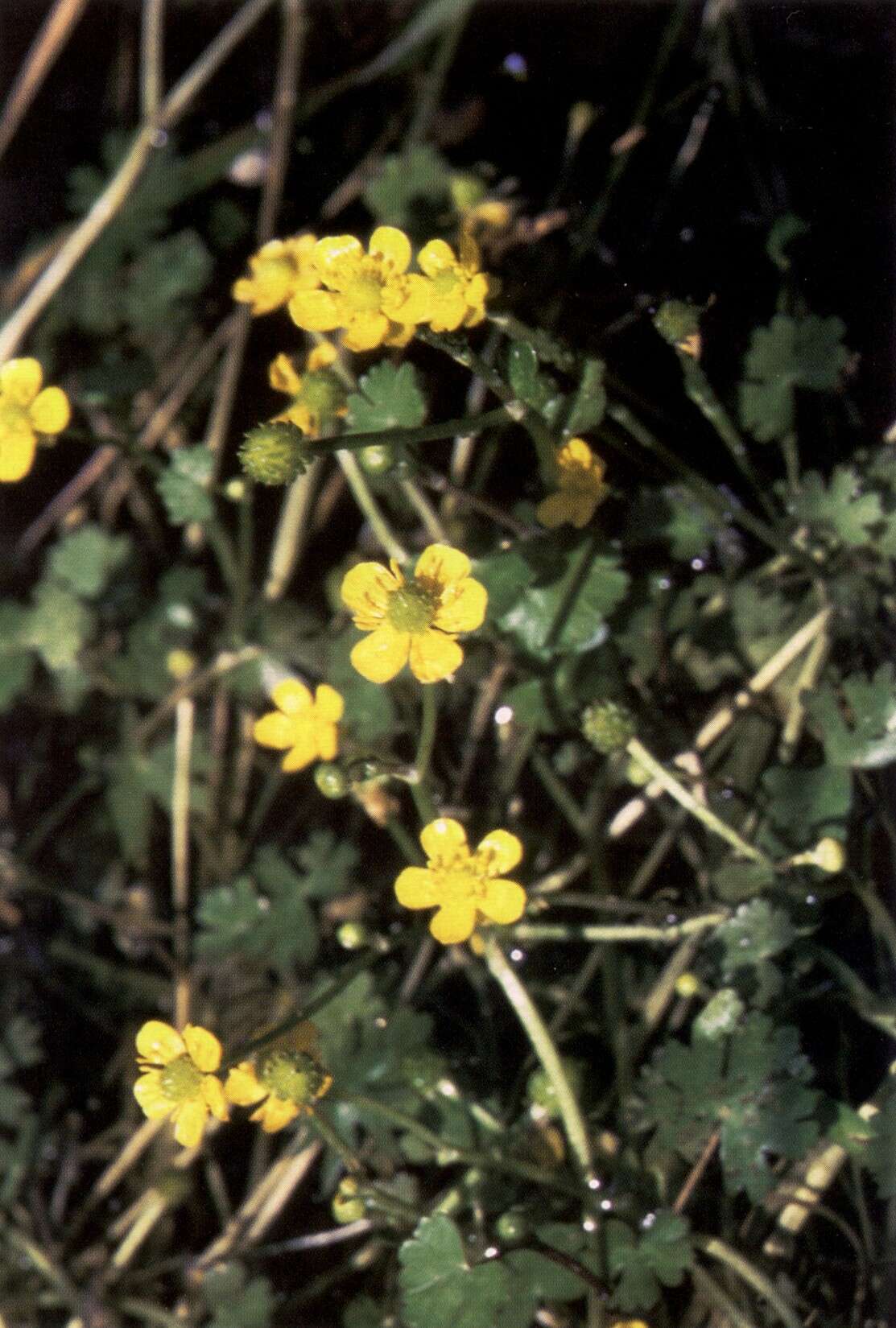 Image of Gmelin's buttercup