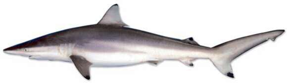 Image of Spinner Shark