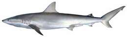 Image of Blacknose Shark