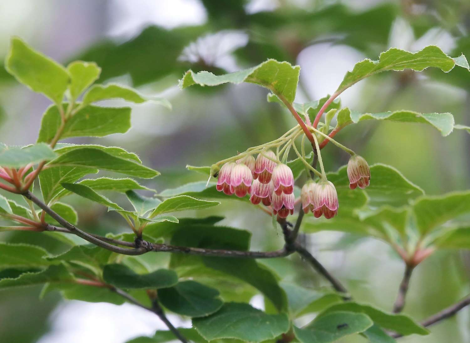 Image of Redvein Enkianthus