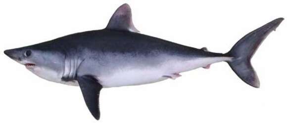 Image of Porbeagle