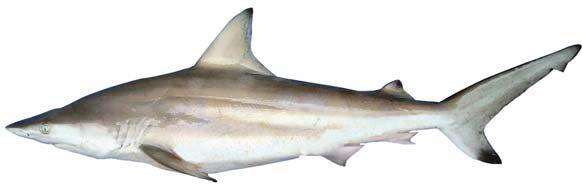 Image of Blacktip Shark