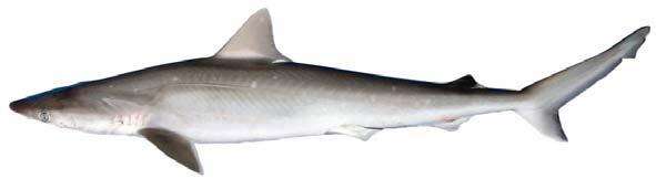 Image of Atlantic Sharpnose Shark