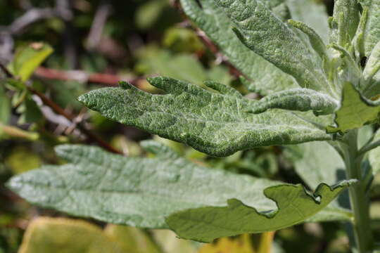 Image of coastal wormwood