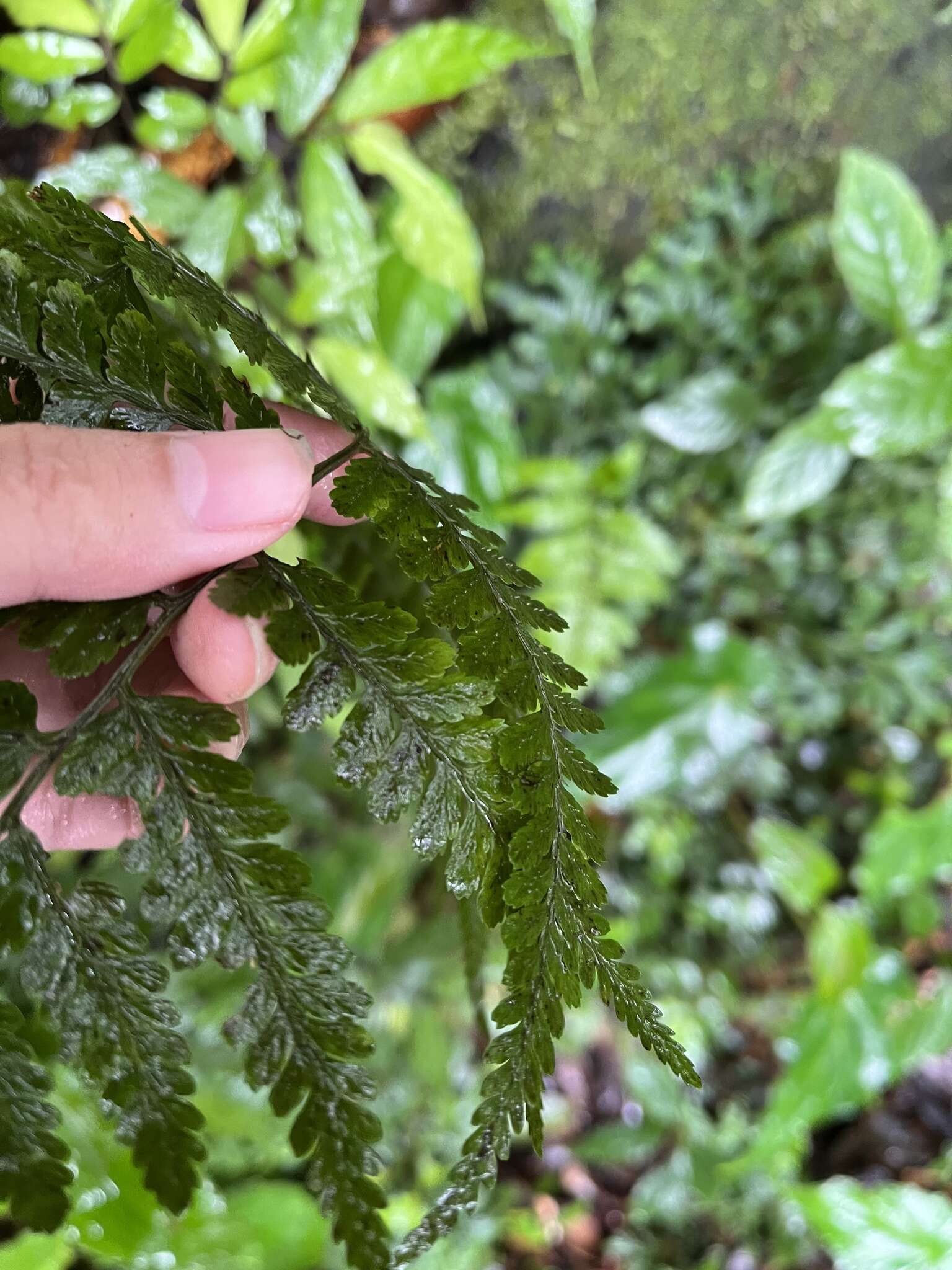 Sivun Athyrium silvicola Tag. kuva