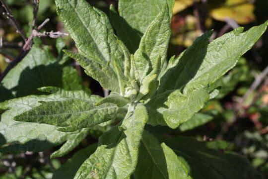 Image of coastal wormwood