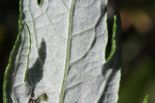 Image of coastal wormwood