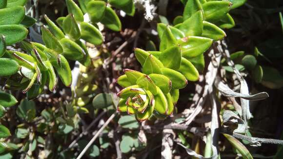 Image of Baccharis gnaphalioides DC.